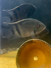 Load image into Gallery viewer, Panda Uaru (Uaru fernandezyepezi)