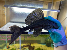 Load image into Gallery viewer, Rhino Plecostomus (Pterygoplichthys scrophus)