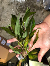 Load image into Gallery viewer, Hygrophila Angustifolia Rubra