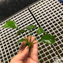 Load image into Gallery viewer, Anubias Nana Barteri