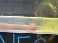 Load image into Gallery viewer, Blind Spiny Eel (Mastacembelus Brichardi)