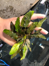 Load image into Gallery viewer, Crypt. Wendtii Brown