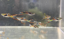 Load image into Gallery viewer, Emerald Endler (Poecilia wingei “Emerald”)