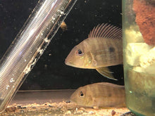 Load image into Gallery viewer, Geophagus Altifrons