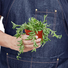 Load image into Gallery viewer, Succulent 'String of Bananas'
