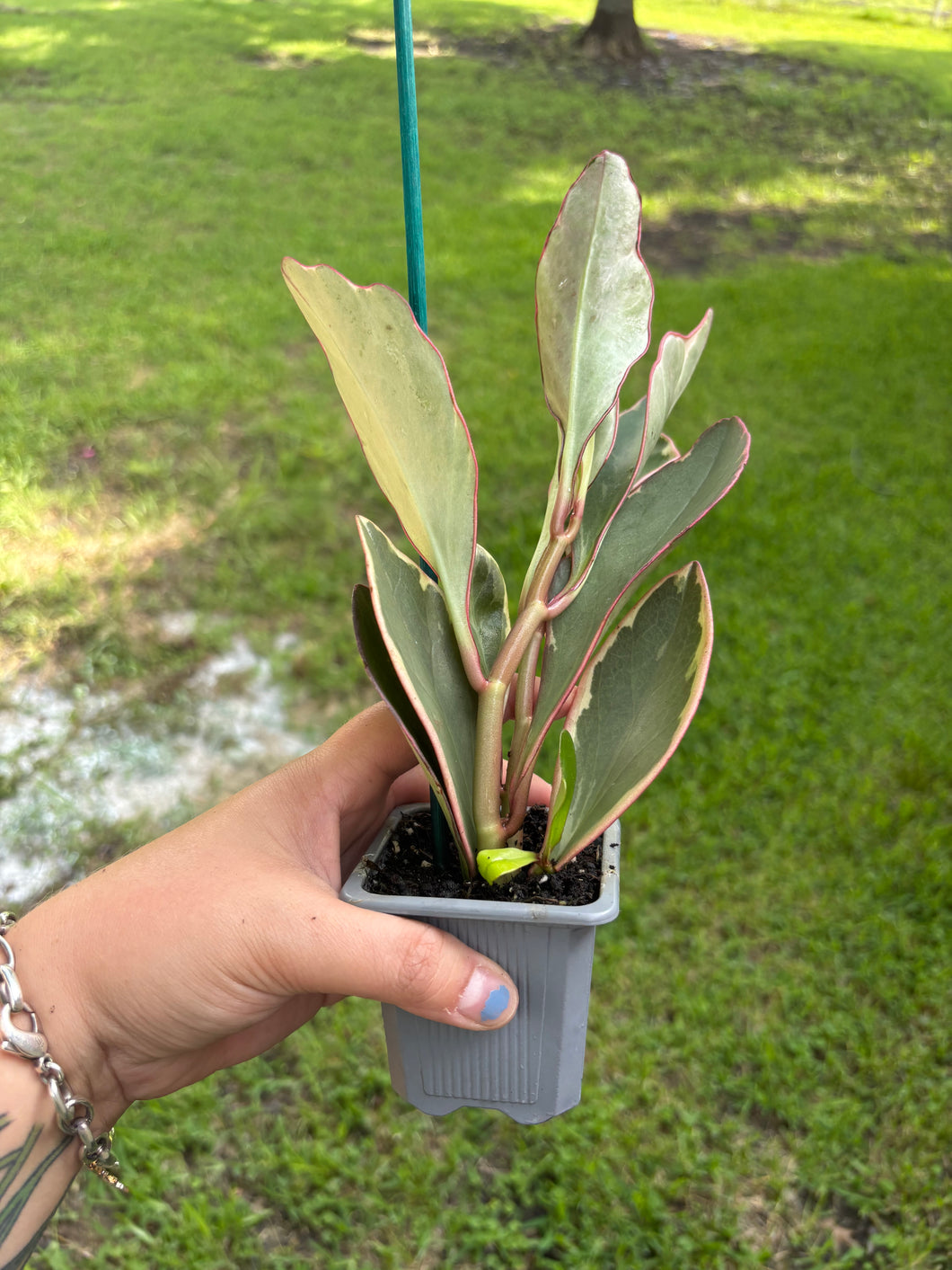 Peperomia Ginny