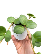 Load image into Gallery viewer, Peperomia 'Hope' - 4" Pot
