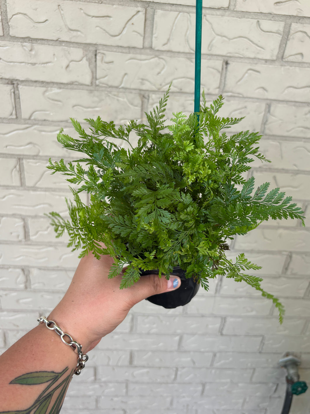 Rabbit's Foot Fern