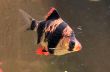 Load image into Gallery viewer, tiger barb
