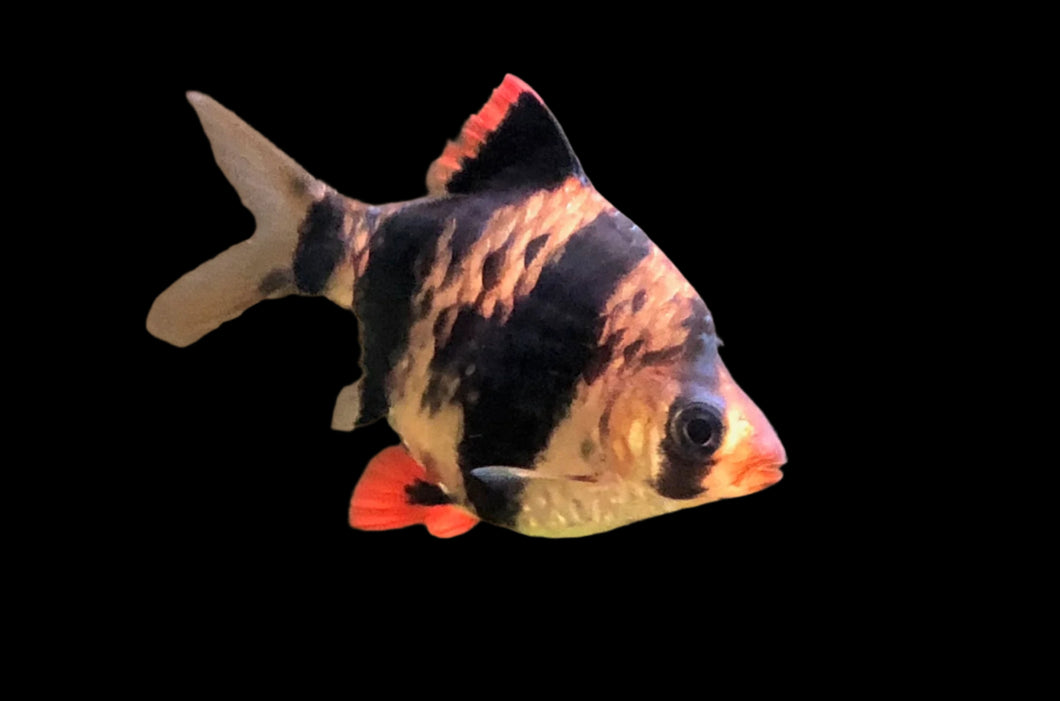 Tiger Barb (Puntigrus tetrazona)