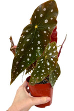 Load image into Gallery viewer, Angel Wing Begonia
