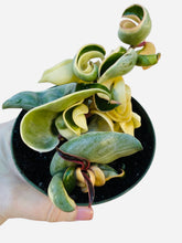 Load image into Gallery viewer, Variegated Hoya Compacta “Hindu Rope”
