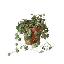 Load image into Gallery viewer, Succulent 'String of Hearts' - 4" Pot

