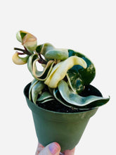 Load image into Gallery viewer, Variegated Hoya Compacta “Hindu Rope”
