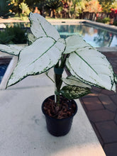 Load image into Gallery viewer, Aglaonema Super White

