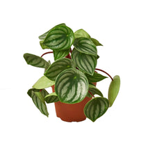 Load image into Gallery viewer, Peperomia Watermelon
