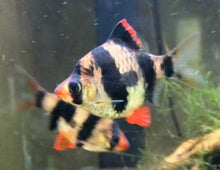 Load image into Gallery viewer, tiger barb
