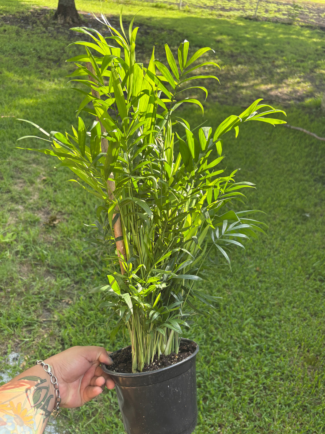 Neantha Bella Palm