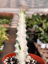 Load image into Gallery viewer, Succ Euphorbia 'Dragon Bone'

