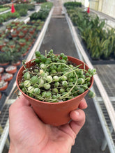 Load image into Gallery viewer, Succulent 'String of Pearls' Variegated - 4" Pot
