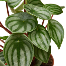 Load image into Gallery viewer, Peperomia Watermelon
