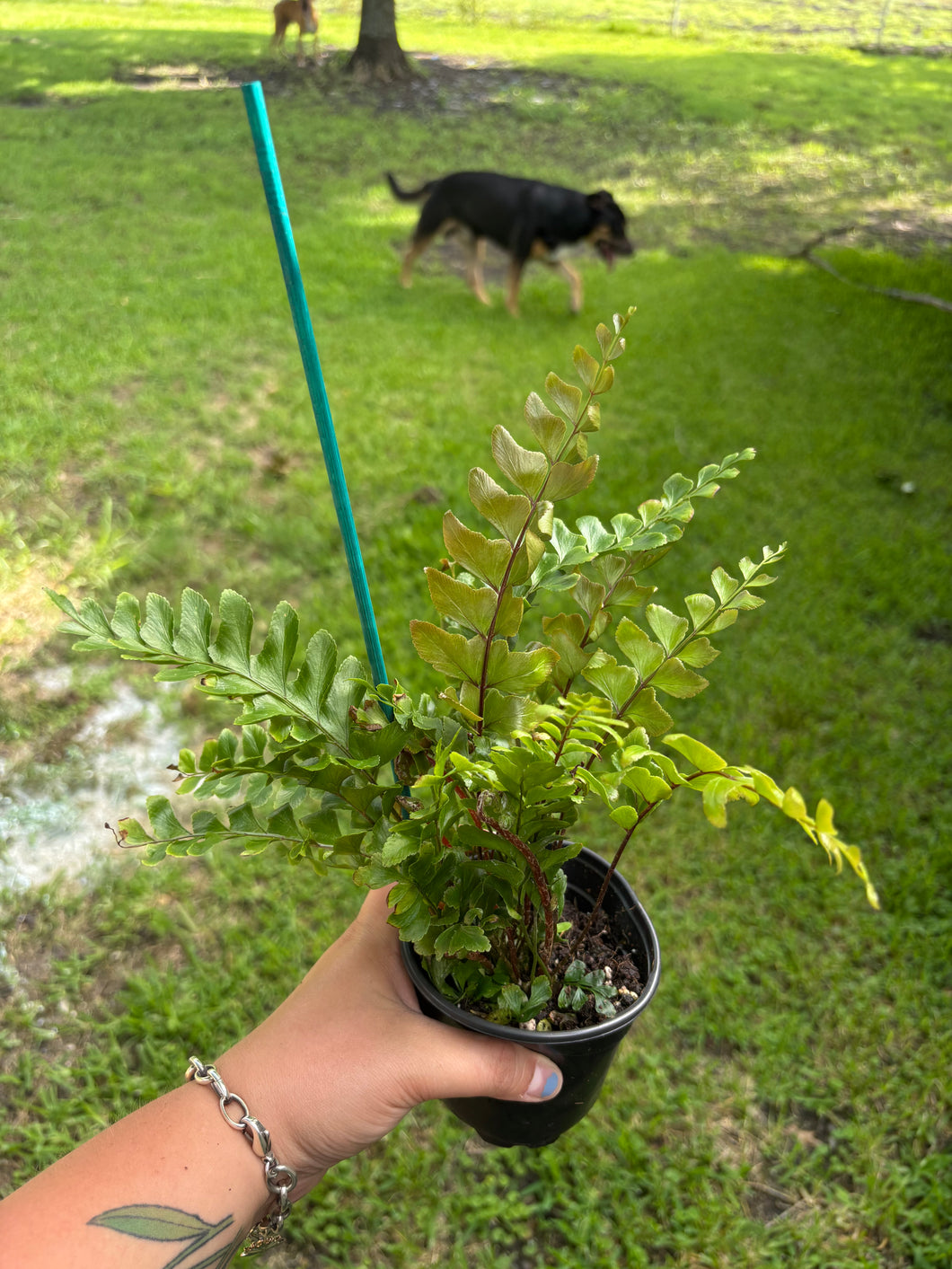 Mahogany Fern
