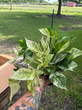 Load image into Gallery viewer, Marbled Queen Pothos
