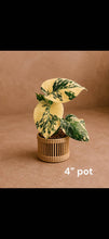 Load image into Gallery viewer, Variegated Monstera Creme Brulee
