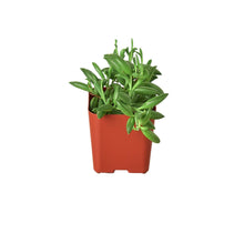 Load image into Gallery viewer, Succulent 'String of Bananas'
