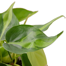 Load image into Gallery viewer, Philodendron 'Brasil'
