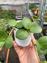 Load image into Gallery viewer, Peperomia 'Hope' - 4" Pot
