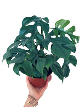 Load image into Gallery viewer, Blue Steel Monstera
