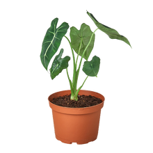 Load image into Gallery viewer, Alocasia Micholitziana 'Frydek'
