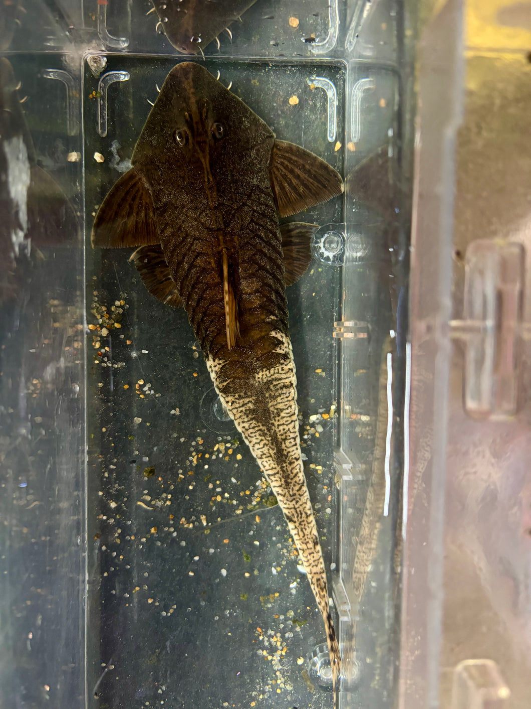 Chameleon Whiptail (Pseudohemiodon aphitanos)