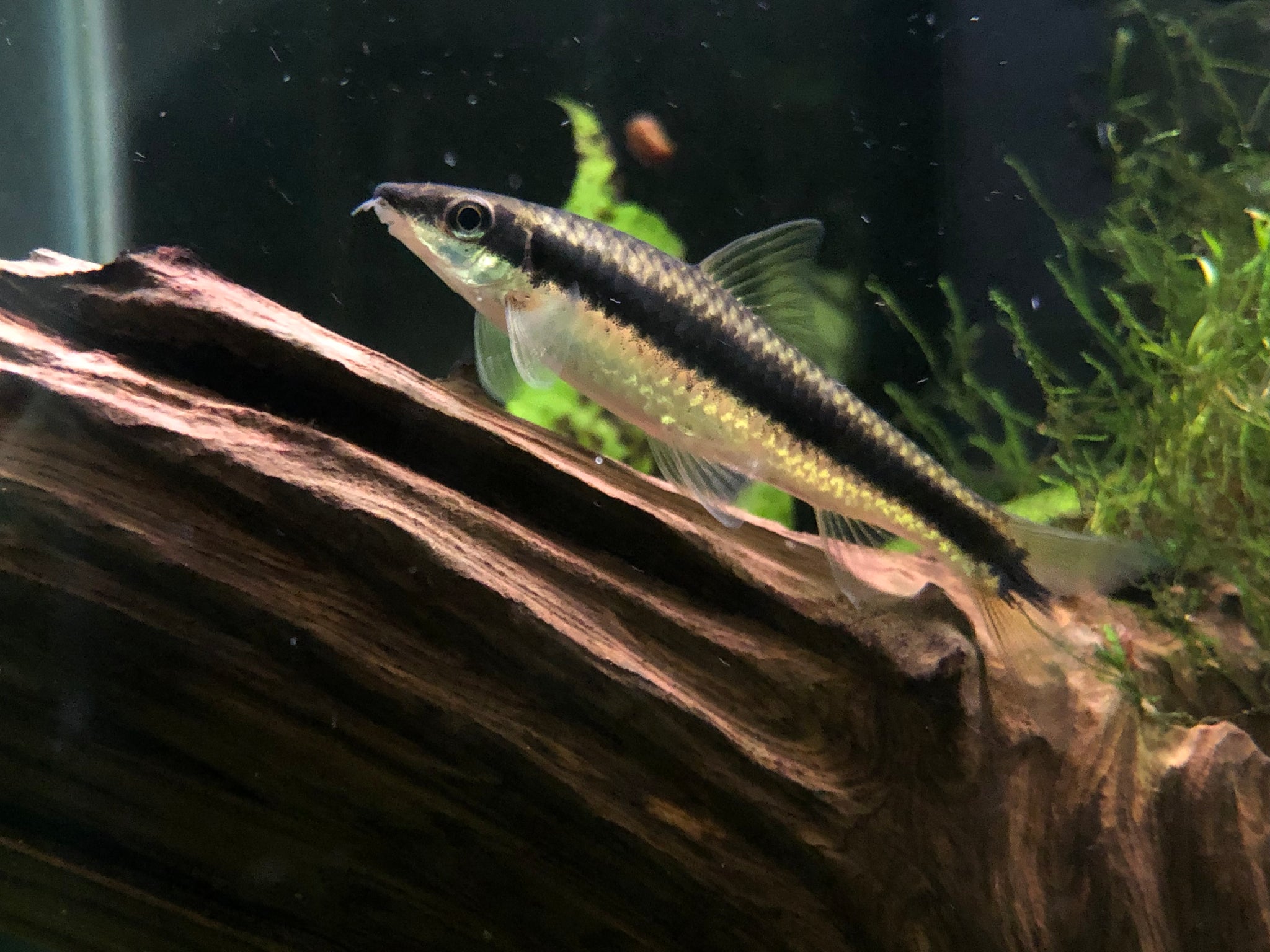 Siamese Algae Eater (Crossocheilus oblogus) – Armored Cat Aquatics LLC