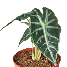 Load image into Gallery viewer, Alocasia Amazonica 'Bambino'
