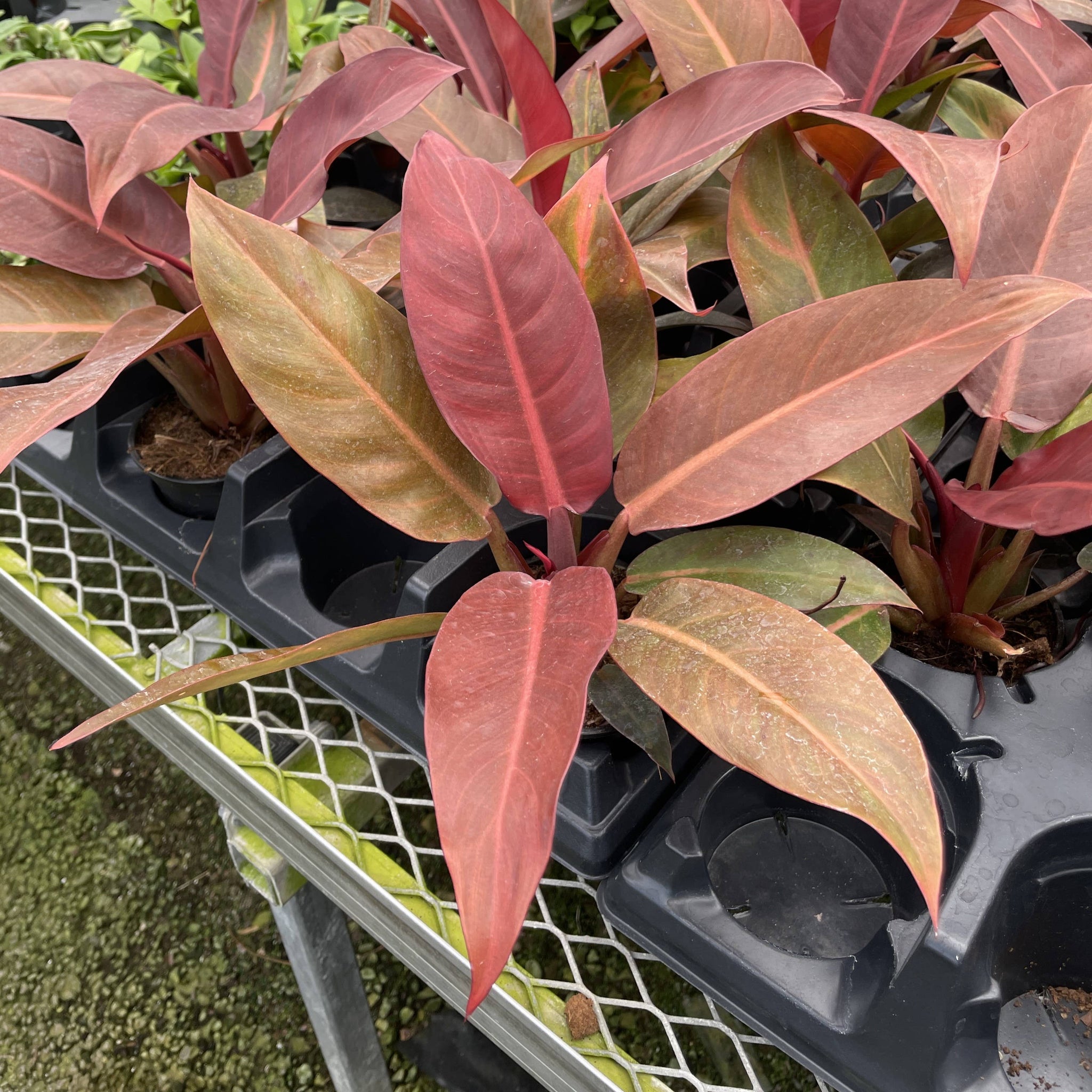 full grown philodendron sun red Philodendron Sun Red