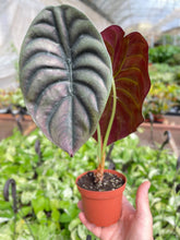 Load image into Gallery viewer, Alocasia 'Red Secret'
