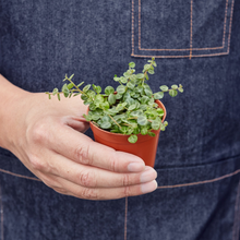 Load image into Gallery viewer, Peperomia Prostrata 'String of Turtles' - 4" Pot
