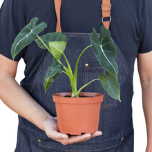 Load image into Gallery viewer, Alocasia Micholitziana 'Frydek'
