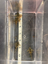 Load image into Gallery viewer, L236 RB Pleco
