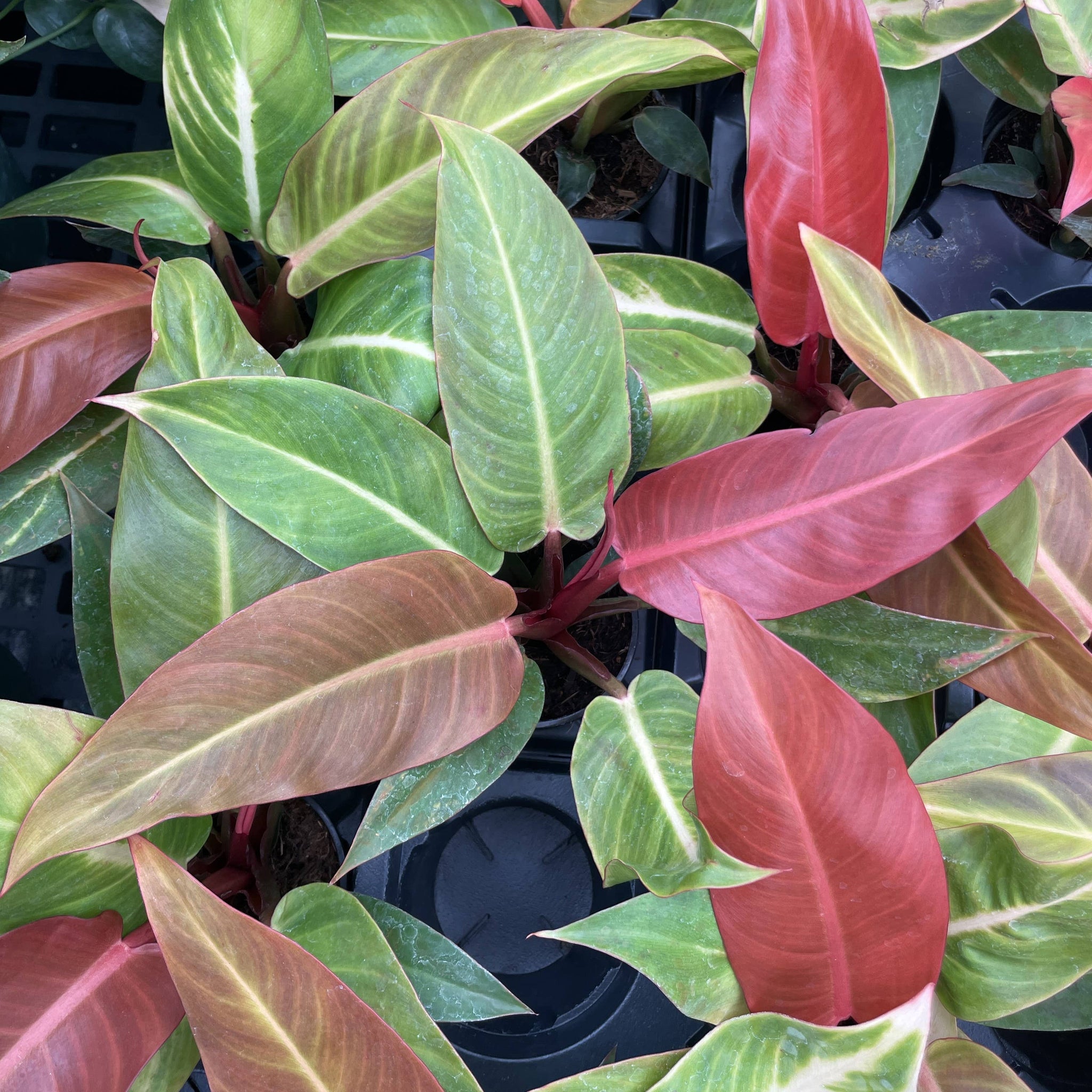 philodendron selloum sun red Philodendron Sun Red