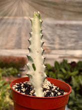 Load image into Gallery viewer, Succ Euphorbia 'Dragon Bone'
