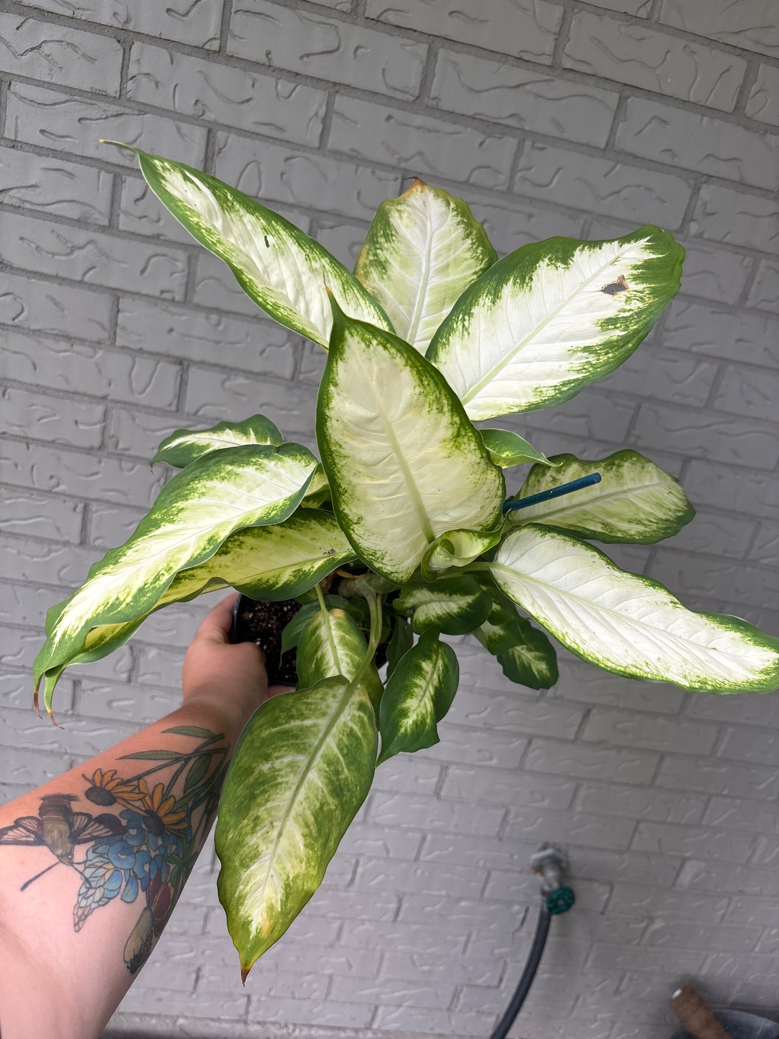 dieffenbachia tattoo Dieffenbachia Camille – Armored Cat Aquatics LLC