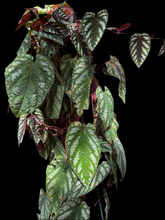 Load image into Gallery viewer, Cissus Discolor
