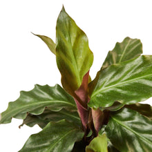 Load image into Gallery viewer, Calathea Rufibarba 'Furry Feather' Live Plant
