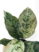 Load image into Gallery viewer, Aglaonema Red Army camouflage plant
