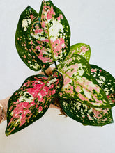 Load image into Gallery viewer, Aglaonema Tricolor Anyamanee
