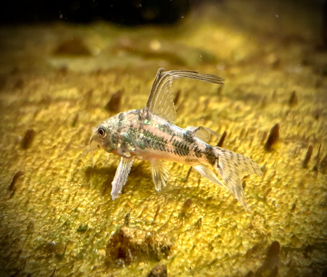 Hi-Finned Peppered Cory (Corydoras paleatus)