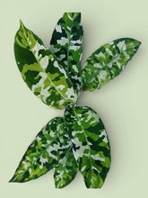 Load image into Gallery viewer, Aglaonema Pictum Tricolor
